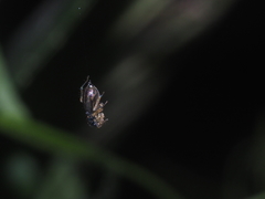 Phintella bifurcilinea