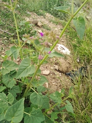 Mirabilis viscosa