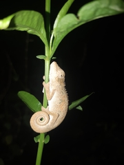 Bradypodion caeruleogula