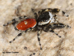 Phidippus tyrrelli