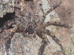 Heteropoda tetrica