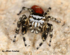 Phidippus tyrrelli
