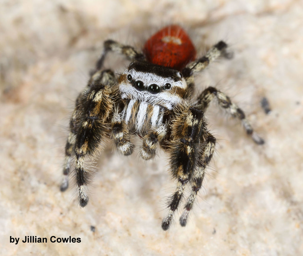 Tyrell's Tufted Jumping Spider
