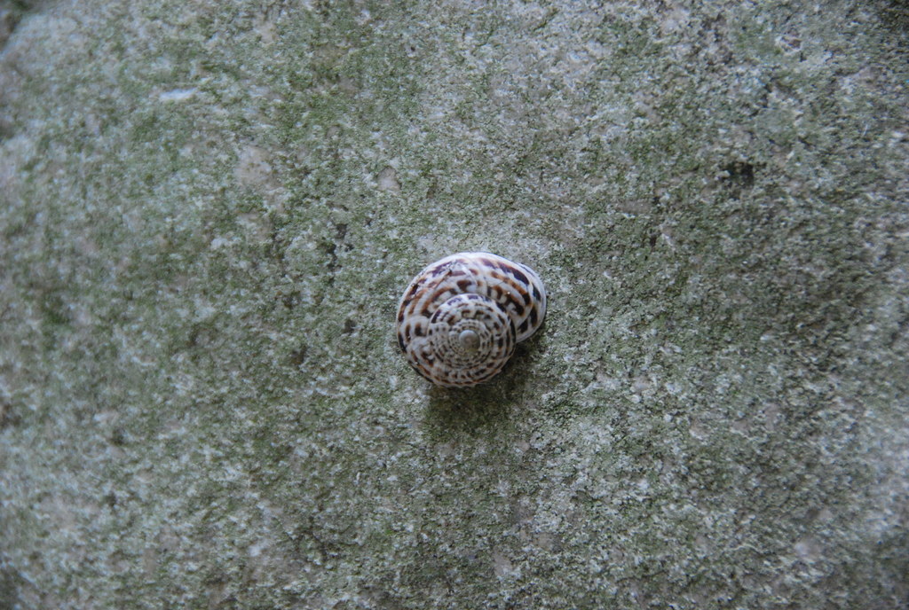 Marmorana fuscolabiata