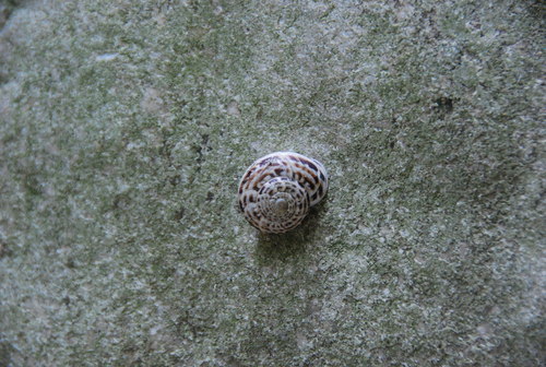 Marmorana fuscolabiata