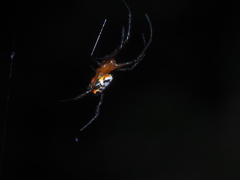 Leucauge fastigata