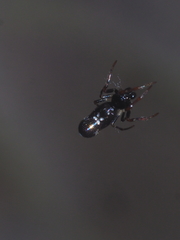 Cyclosa bulla