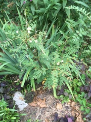 Eucalyptus fraxinoides