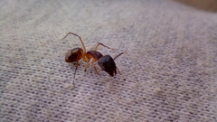 Camponotus caffer
