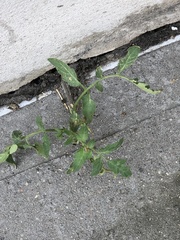 Solanum lycopersicum