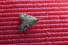Udea olivalis