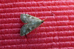 Udea olivalis