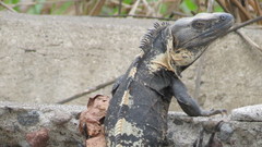 Ctenosaura pectinata