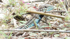 Aspidoscelis lineattissimus