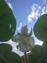 Proboscidea louisianica