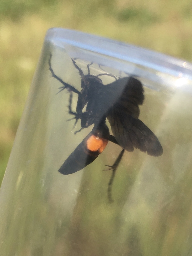 Half-belted Blue-black Spider Wasp