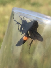 Anoplius semicinctus