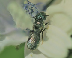 Ceratina cyanea