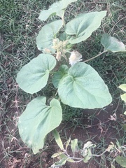 Proboscidea louisianica