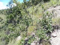 Cercocarpus macrophyllus