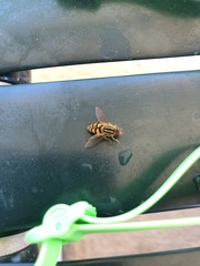 Parhelophilus integer