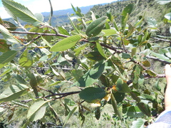 Cercocarpus macrophyllus