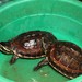 Mekong Snail-eating Turtle - Photo (c) Martin Grimm, some rights reserved (CC BY-NC)
