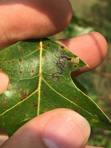 Stigmella nigriverticella photo 4