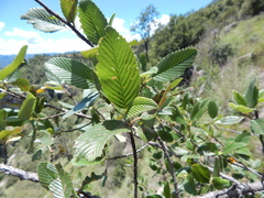 Cercocarpus macrophyllus