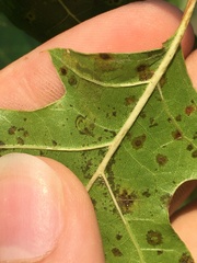 Stigmella nigriverticella
