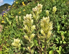 Castilleja parviflora albida
