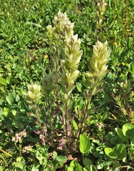 Castilleja parviflora albida