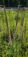 Liatris spicata spicata