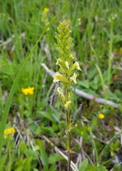 Pedicularis elongata