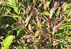 Castilleja parviflora albida