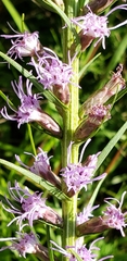 Liatris spicata spicata