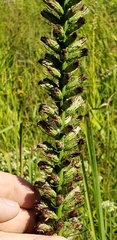 Liatris spicata spicata