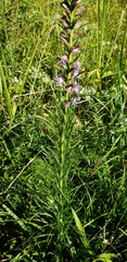 Liatris spicata spicata