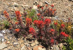 Castilleja rupicola
