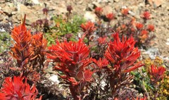 Castilleja rupicola