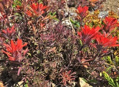 Castilleja rupicola