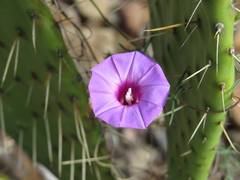 Ipomoea ternifolia