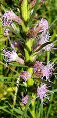 Liatris spicata spicata