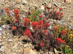 Castilleja rupicola