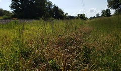 Liatris spicata spicata