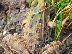 Lithobates spectabilis