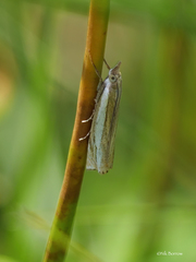 Crambus silvella