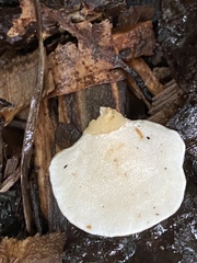 Trametes gibbosa