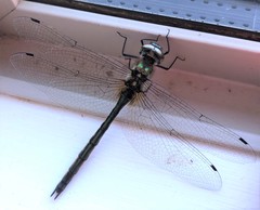 Hemicordulia armstrongi