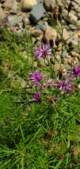 Vernonia lettermannii
